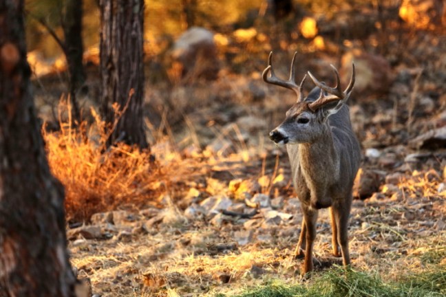 buck_PEi