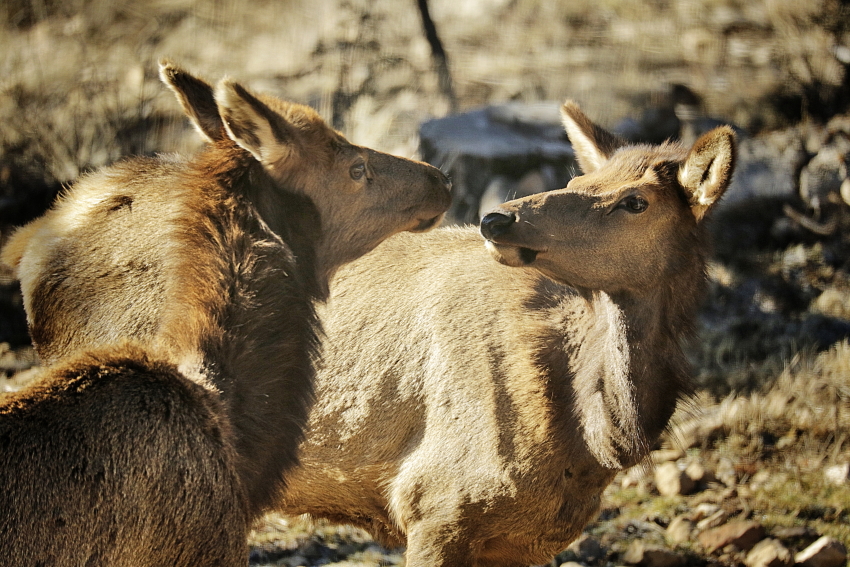 elk noses_Ssi.JPG