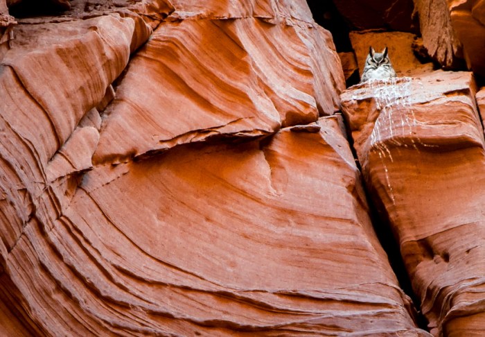 owlfar hortPSPSi.JPG