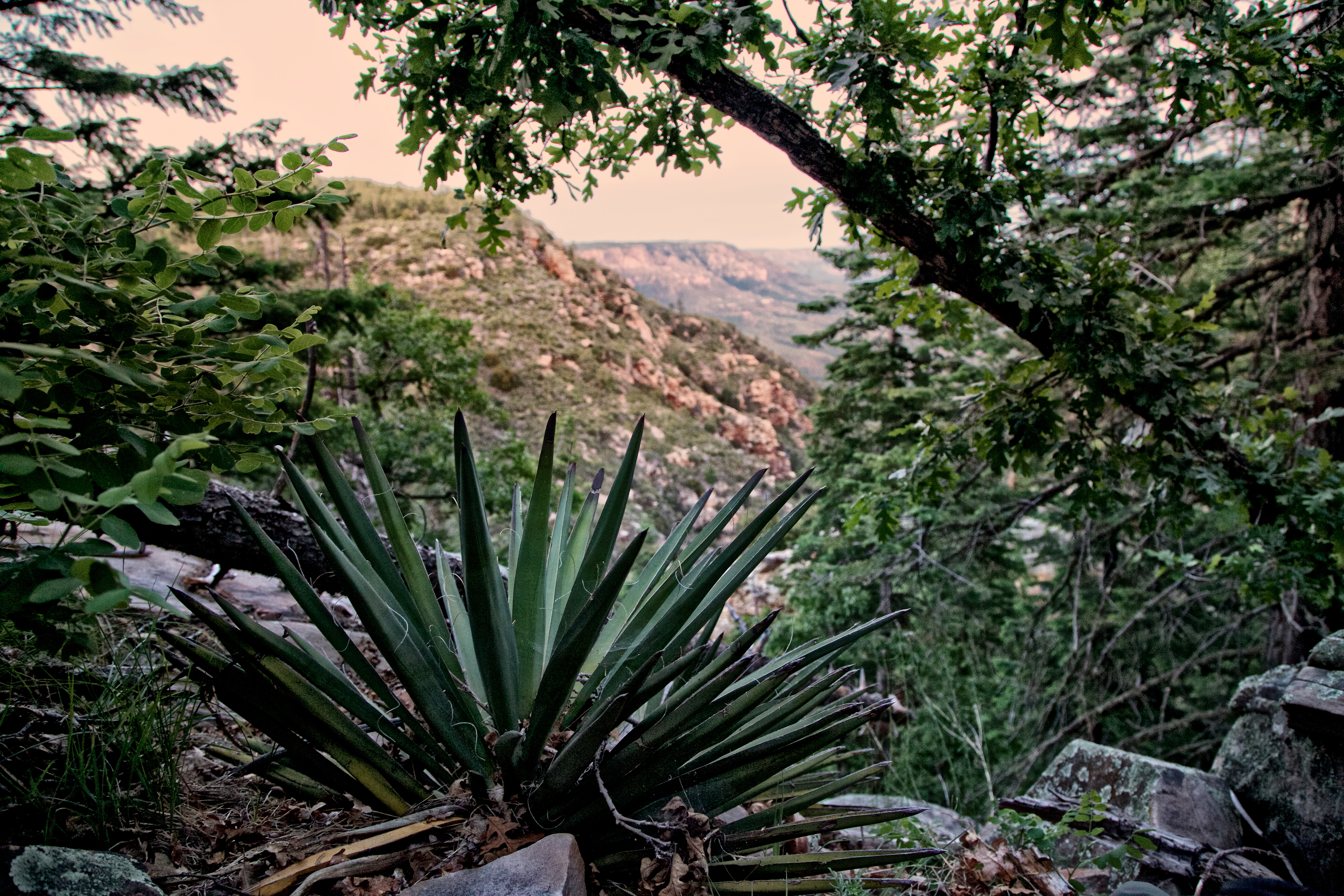 agaveset far_PEi.JPG