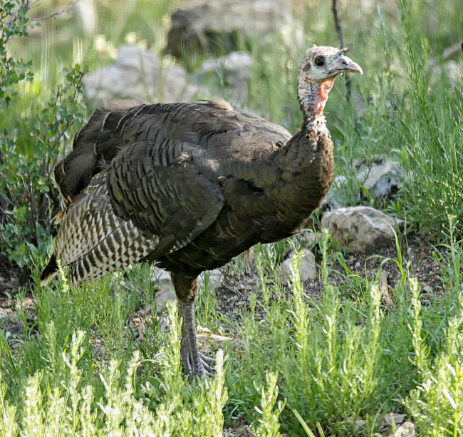 turkeywaddlePSPSi.JPG