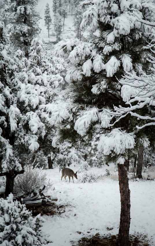 deer approachPSi.JPG