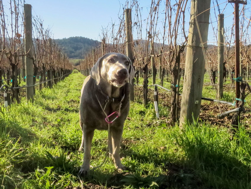 journey vineyardPSi.JPG