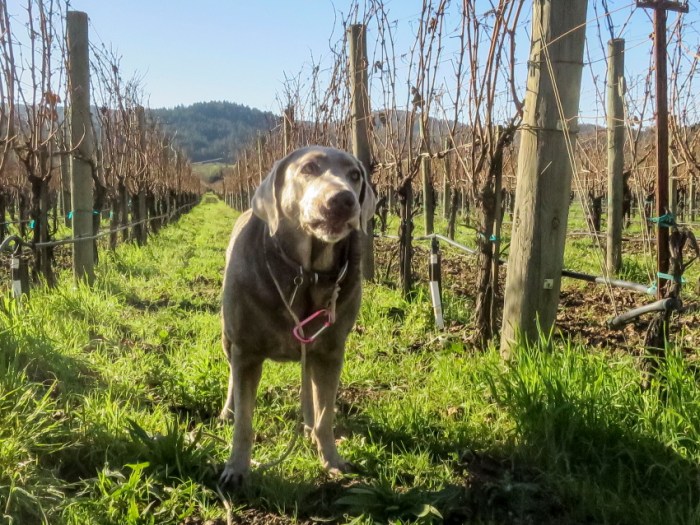 journey vineyardPSi.JPG