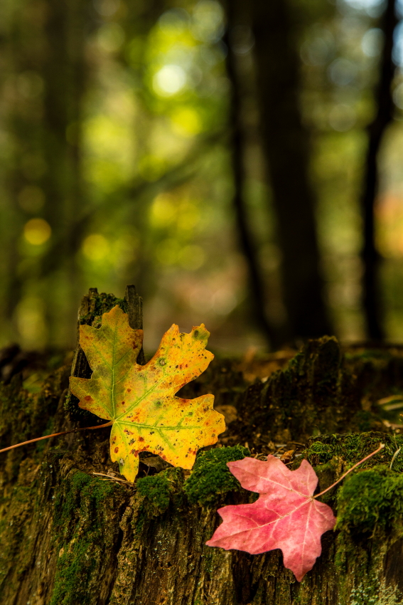 mapldrop vertPSi.JPG