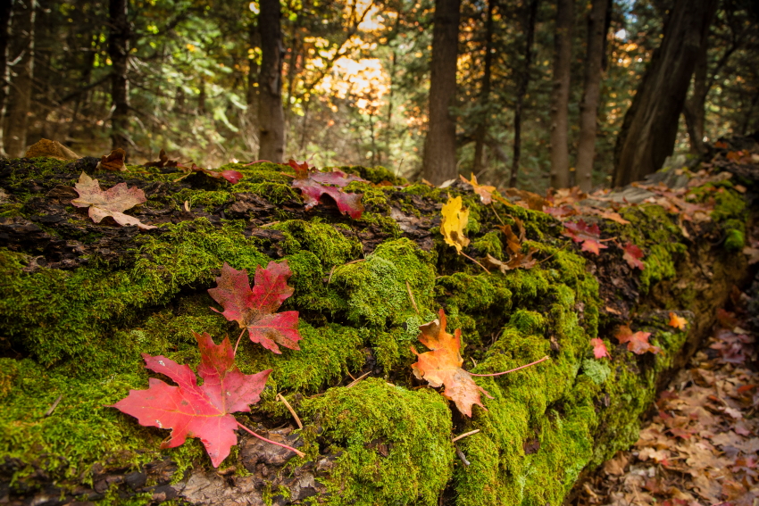 mosslog long2PSi.JPG