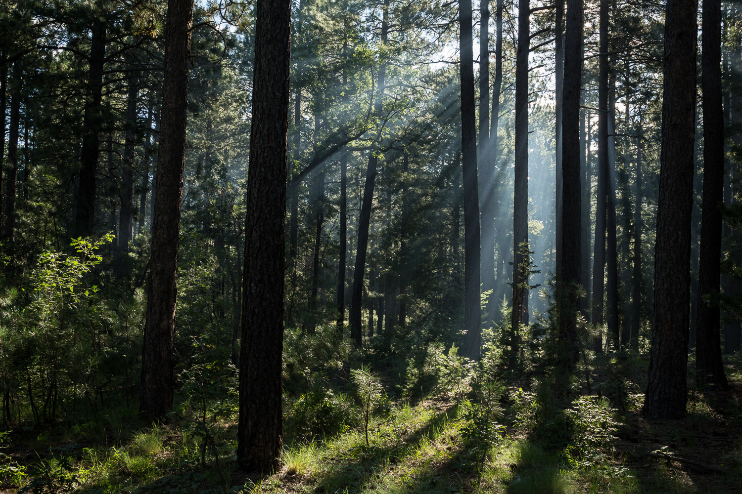 light beams hort_IR.jpg