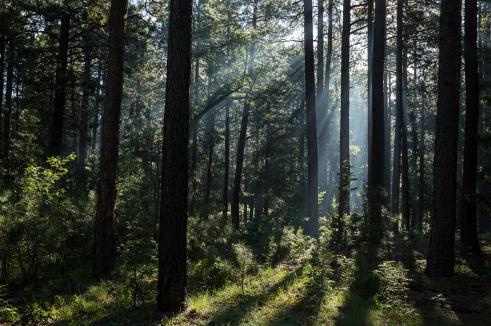 light beams hort_IR.jpg