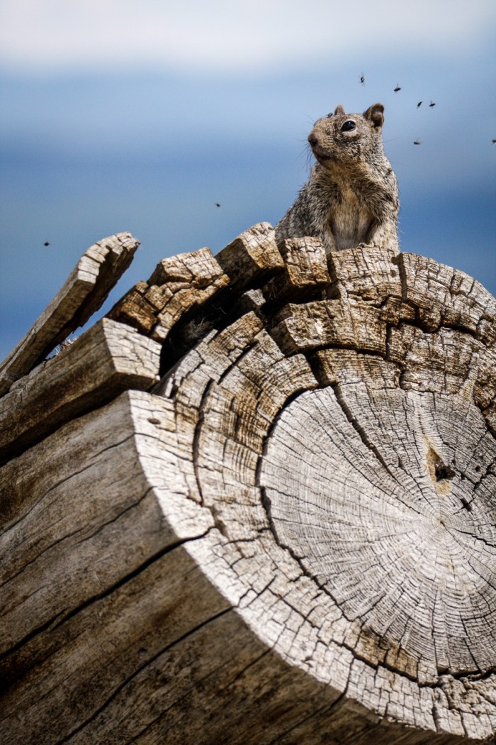 squirrel flies_IR.jpg