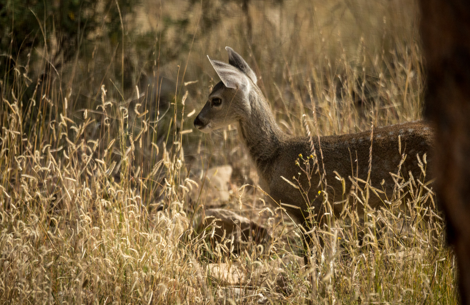 baby deer look_IR.jpg
