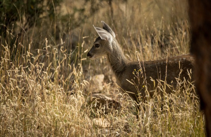 baby deer look_IR.jpg