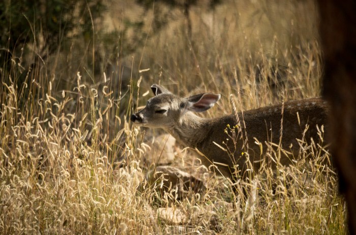 baby deer sniff_IR.jpg