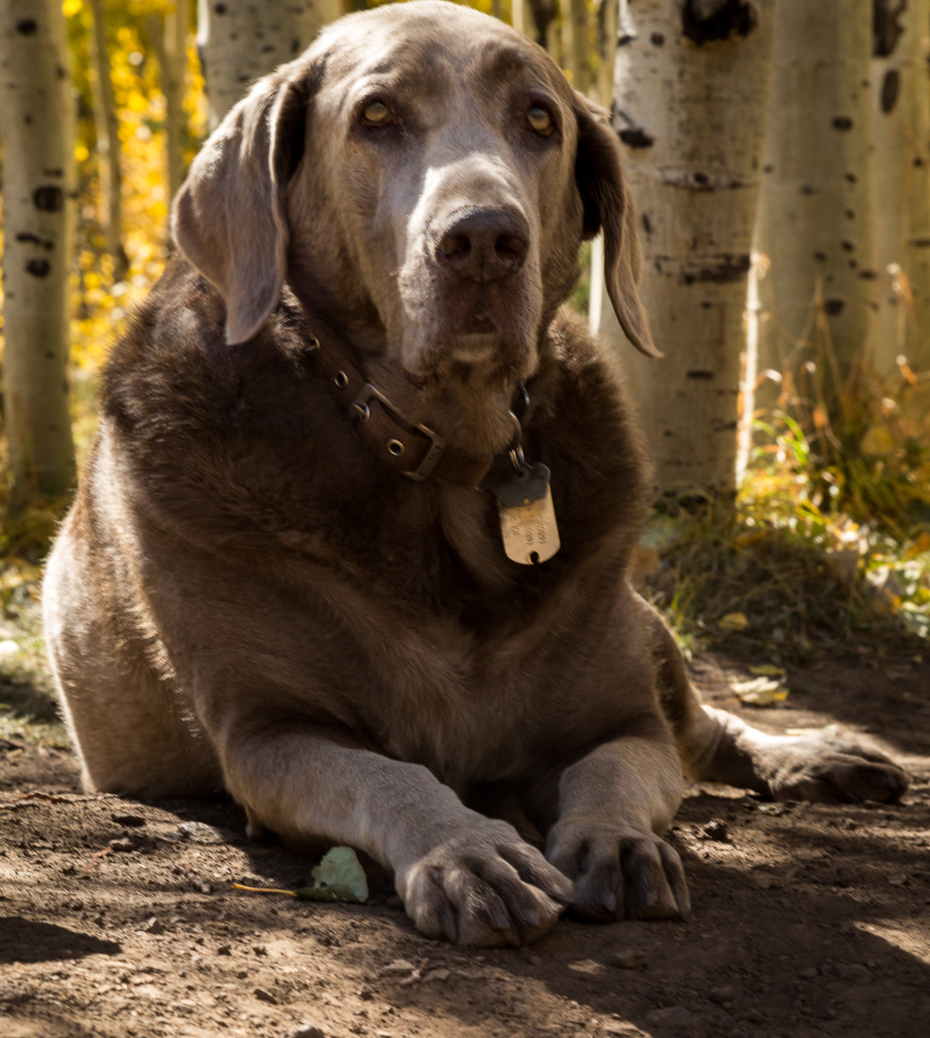 journey trees_IR.jpg