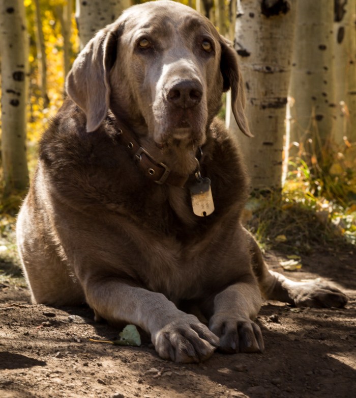 journey trees_IR.jpg