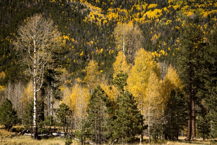 Lockett bare tree_IR.jpg