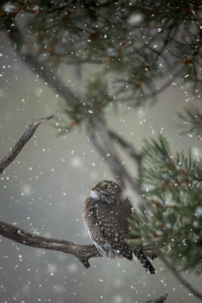 pygmy up snow PS_IR.jpg