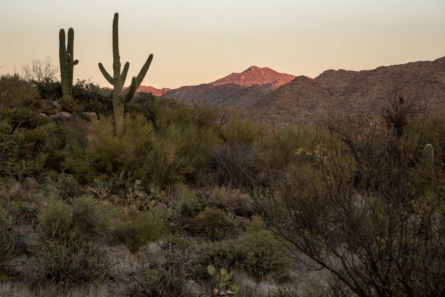 cactihill glow_IR.jpg