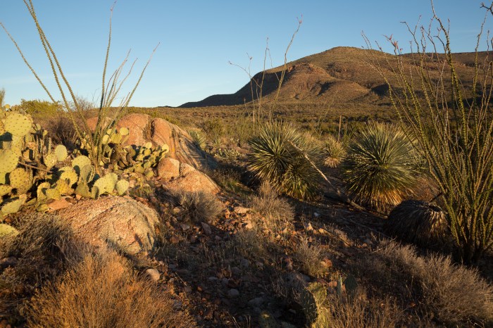 morning light cacti_IR.jpg
