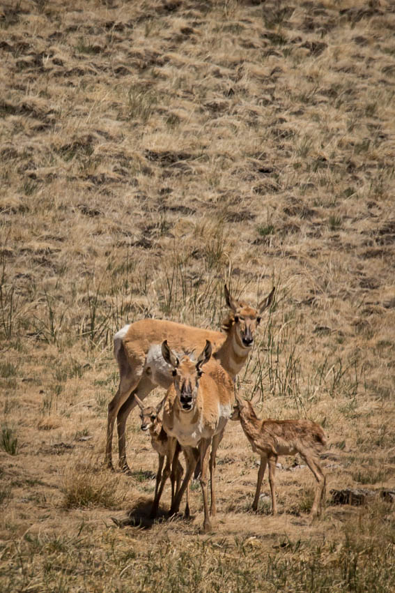 antelopefam_IR.jpg