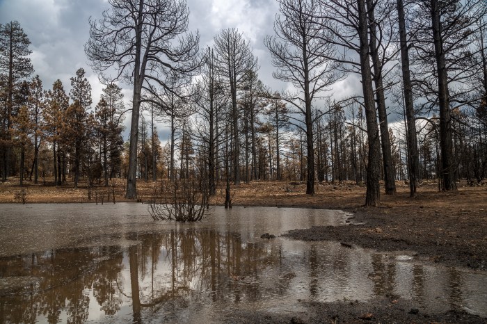 burnreflt hort2_LR.jpg