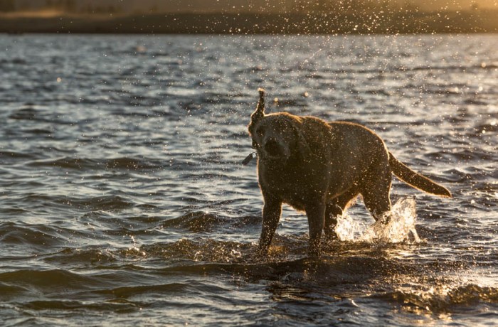 journey shake_IR.jpg