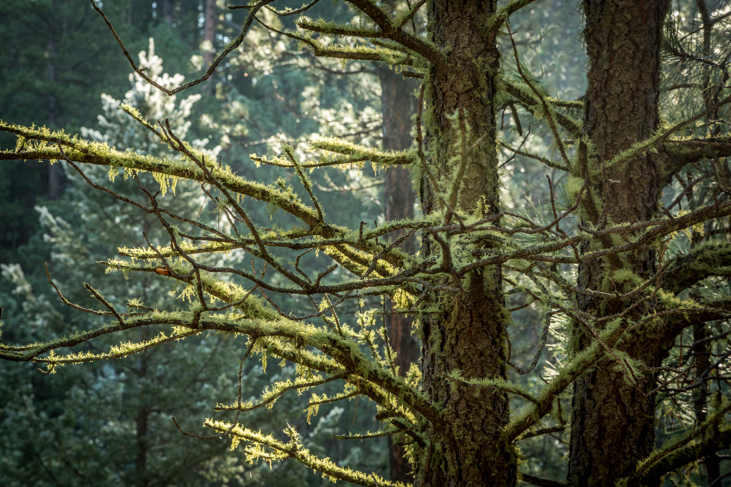 mosstree hort_IR.jpg