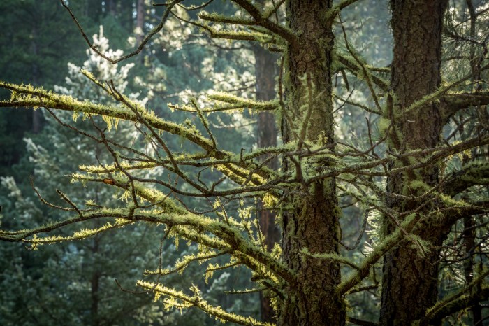 mosstree hort_IR.jpg