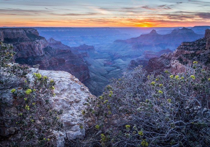 cp flwrs hort_IR_IR.jpg