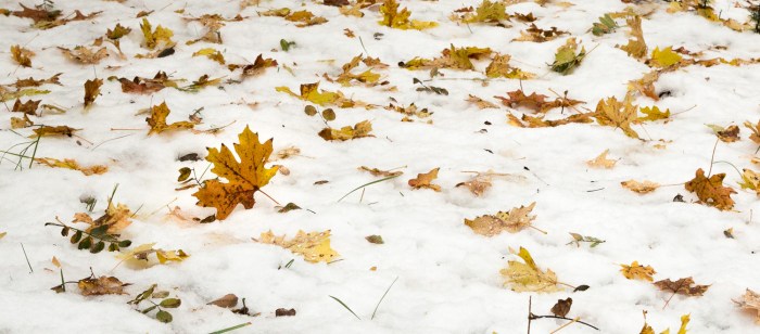 Maple Blanket_IR.jpg