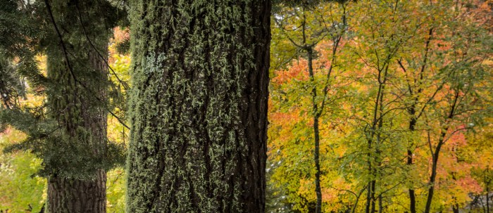 PineMoss Color_IR.jpg