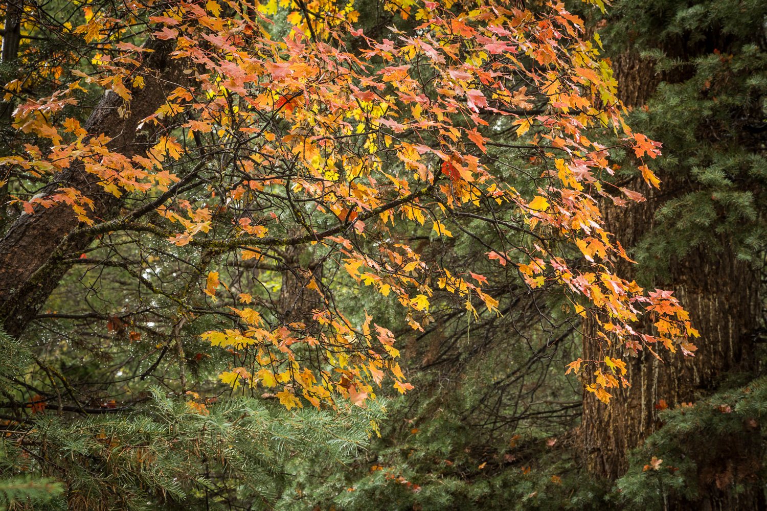 RedMaple Pine_IR-2.jpg