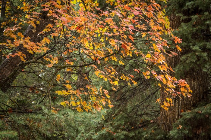 RedMaple Pine_IR-2.jpg