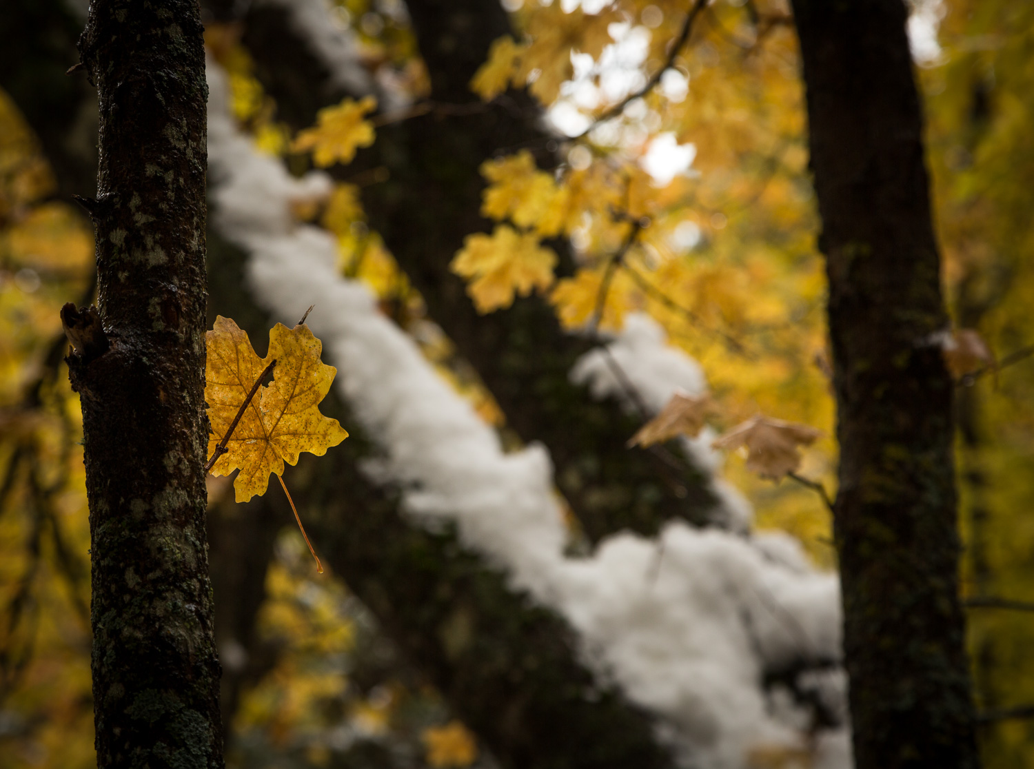 Yellow Maple Snow_IR.jpg