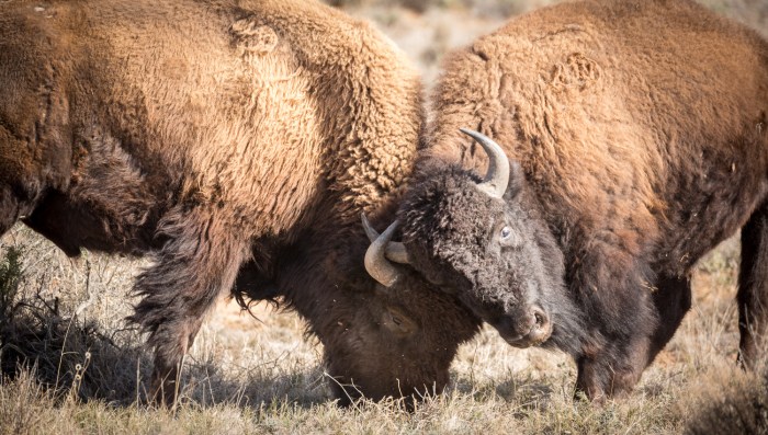 Bison Lockhorns_IR.jpg