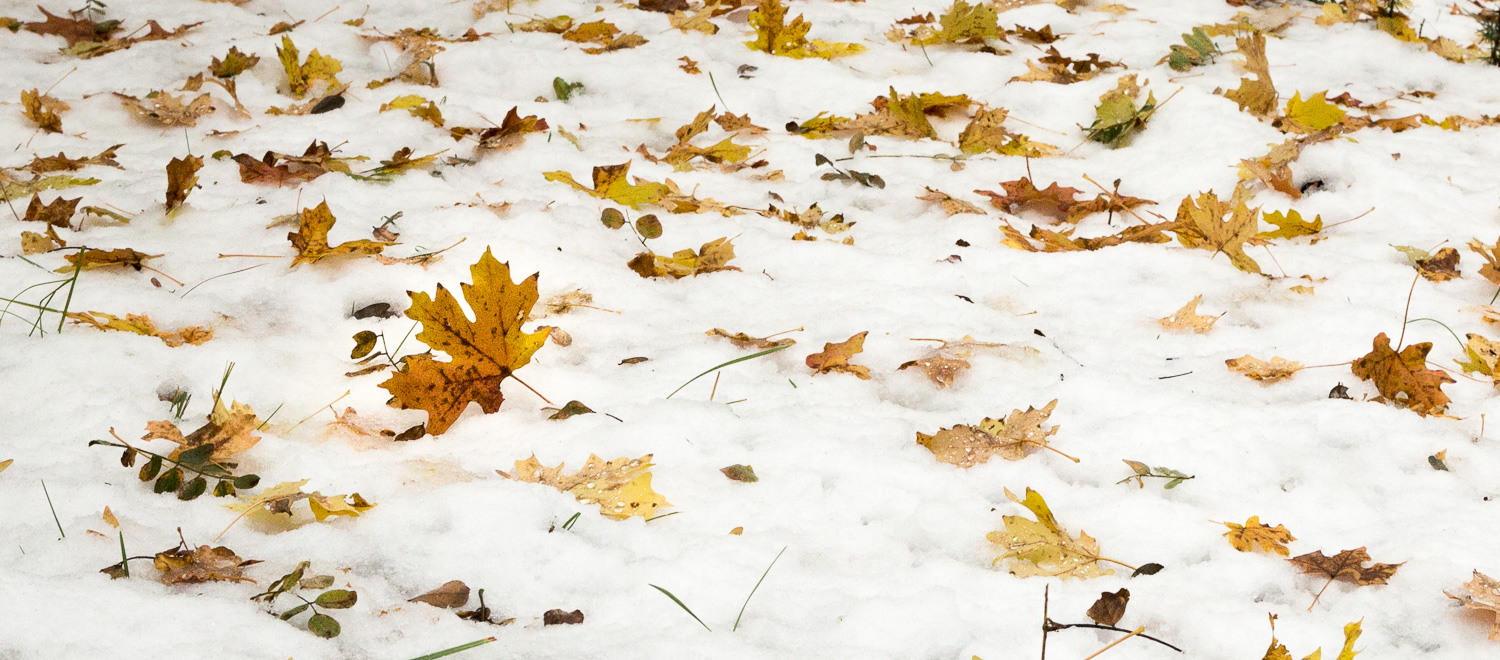 Maple Blanket_IR.jpg