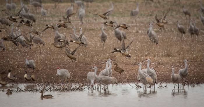 Pintail duck flight_IR.jpg