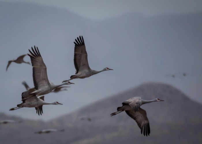 sandhill hills_IR.jpg