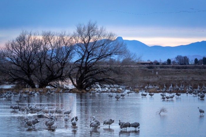 Sandhill Sunrise_IR.jpg