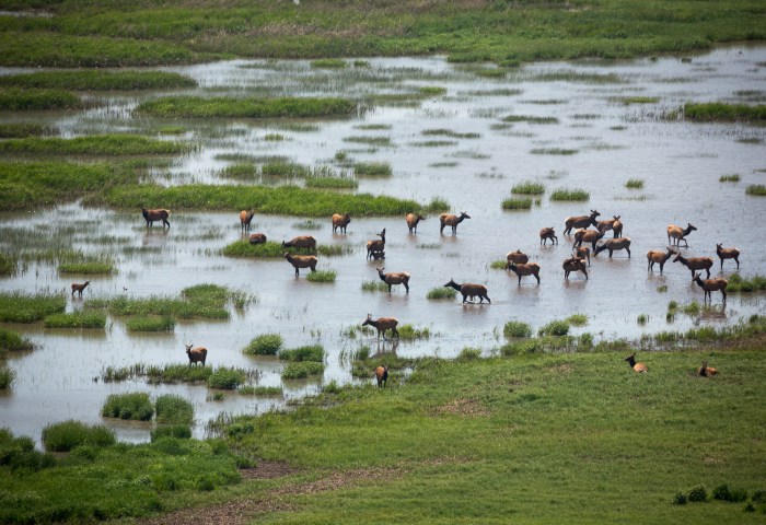 morman lake elk pool_IR.jpg
