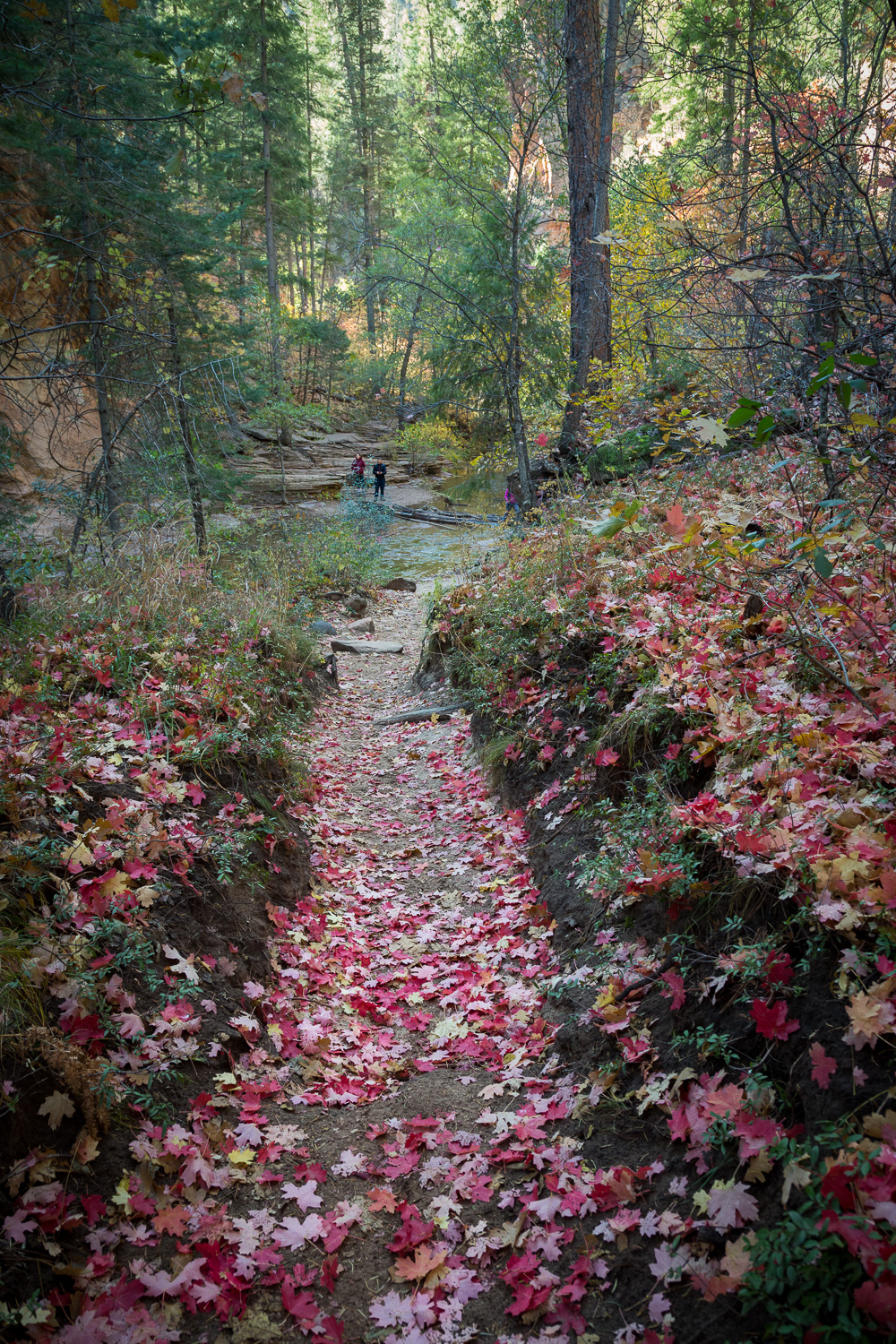 westfork walk_IR.jpg