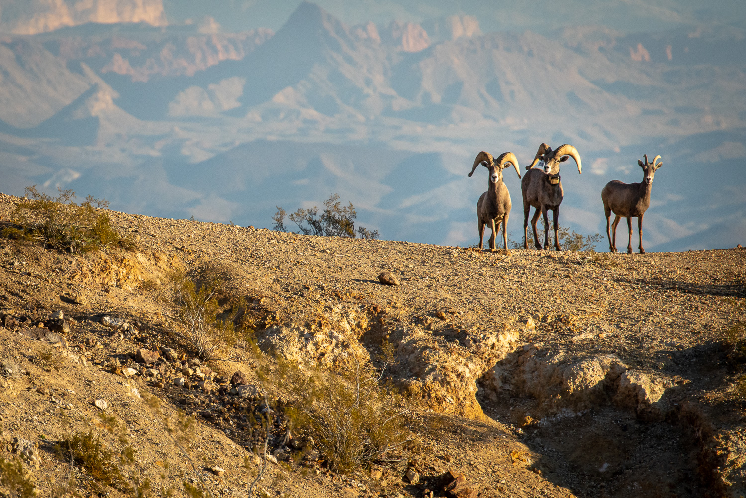 Big Horn Desert_IR.jpg