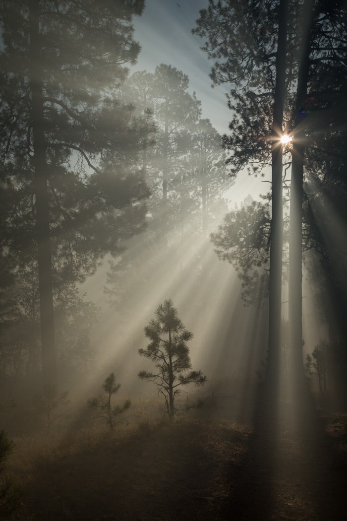 TreeBurst Vert_IR.jpg