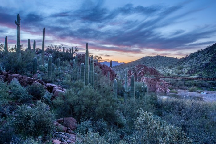 Cacti Overlook_IR.jpg