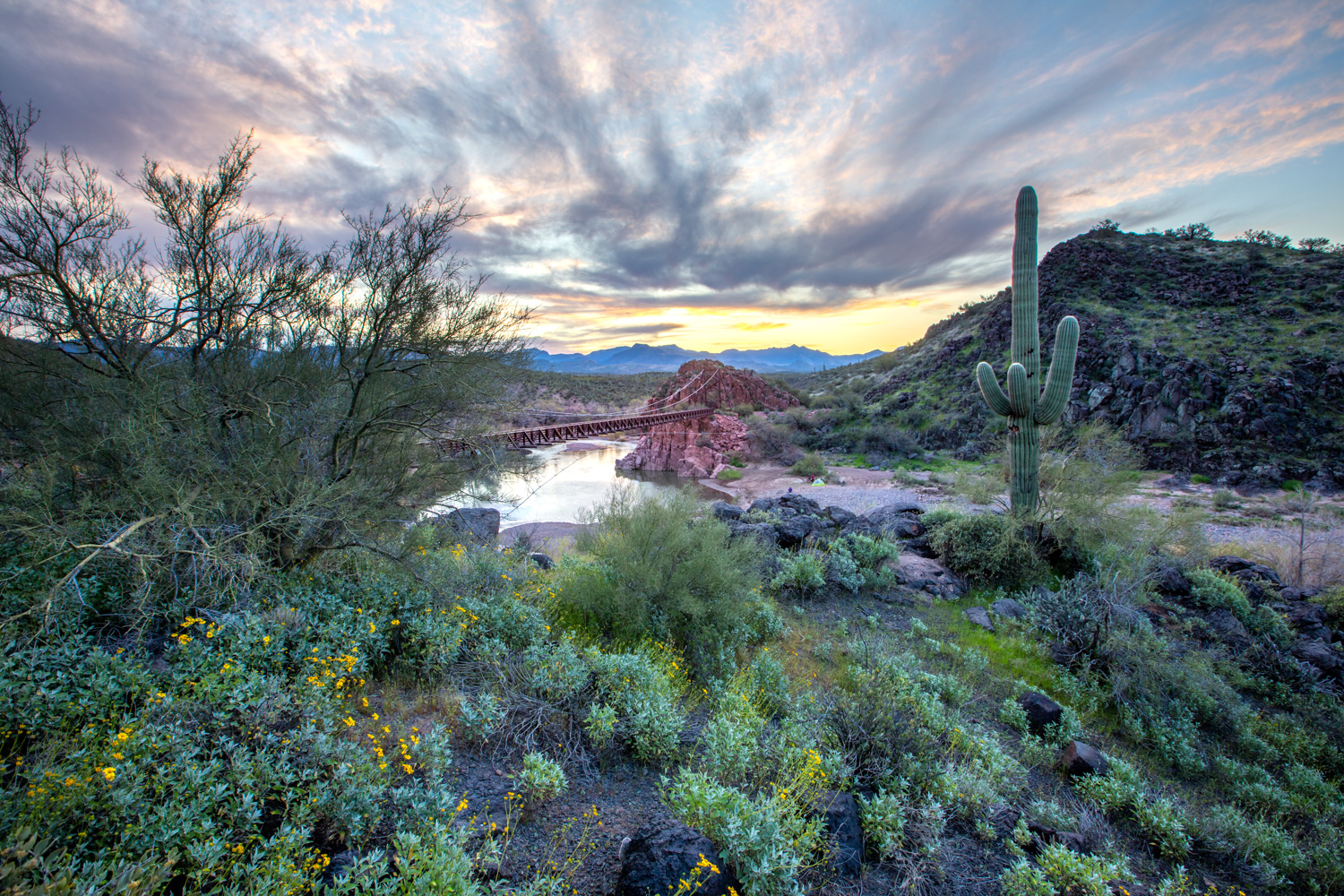 Sheeps Daisies_IR.jpg