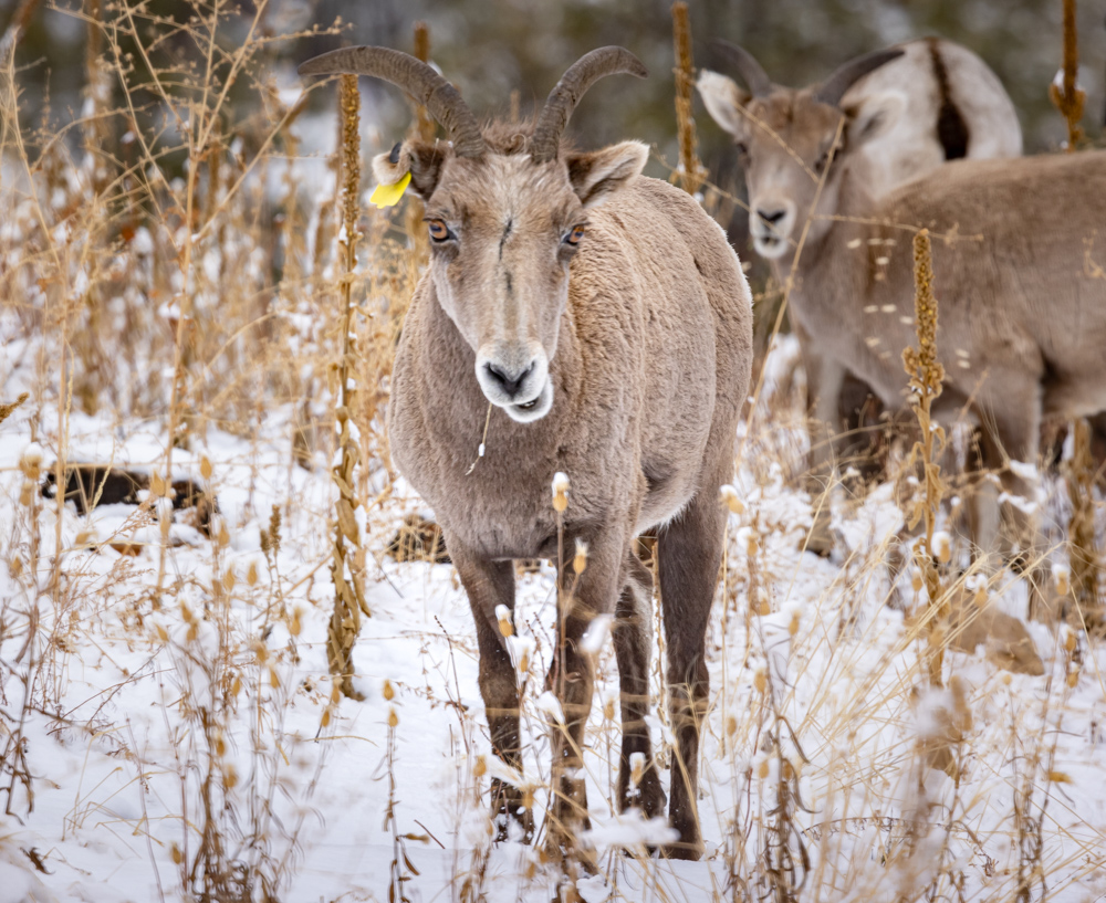 sheep North Country Cheviot [Park Type] 